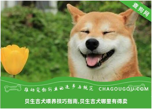 贝生吉犬喂养技巧指南,贝生吉犬哪里有得卖