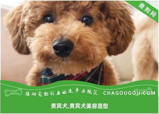 贵宾犬,贵宾犬美容造型