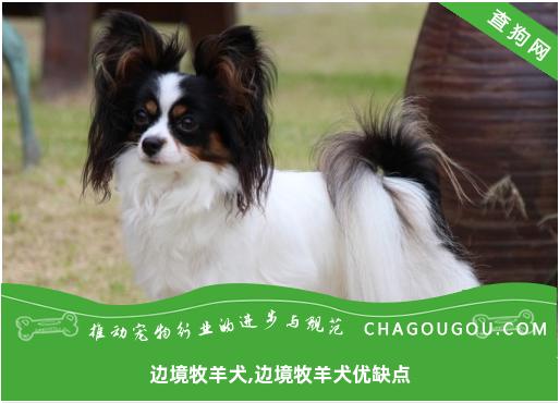 边境牧羊犬,边境牧羊犬优缺点