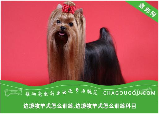 边境牧羊犬怎么训练,边境牧羊犬怎么训练科目