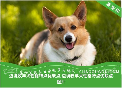 边境牧羊犬性格特点优缺点,边境牧羊犬性格特点优缺点图片