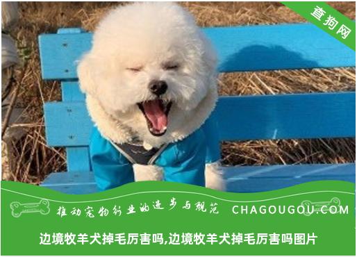 边境牧羊犬掉毛厉害吗,边境牧羊犬掉毛厉害吗图片