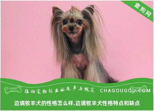 边境牧羊犬的性格怎么样,边境牧羊犬性格特点和缺点