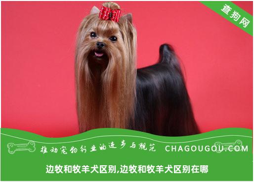 边牧和牧羊犬区别,边牧和牧羊犬区别在哪