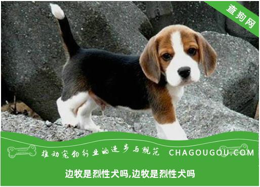 边牧是烈性犬吗,边牧是烈性犬吗