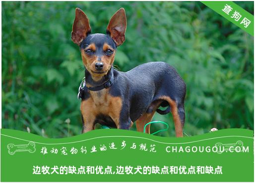 边牧犬的缺点和优点,边牧犬的缺点和优点和缺点