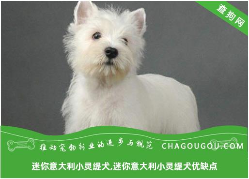 迷你意大利小灵缇犬,迷你意大利小灵缇犬优缺点