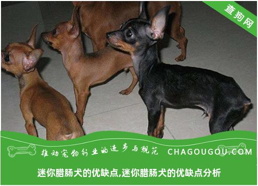 迷你腊肠犬的优缺点,迷你腊肠犬的优缺点分析