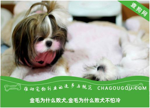 金毛为什么败犬,金毛为什么败犬不怕冷