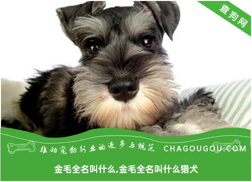 金毛全名叫什么,金毛全名叫什么猎犬