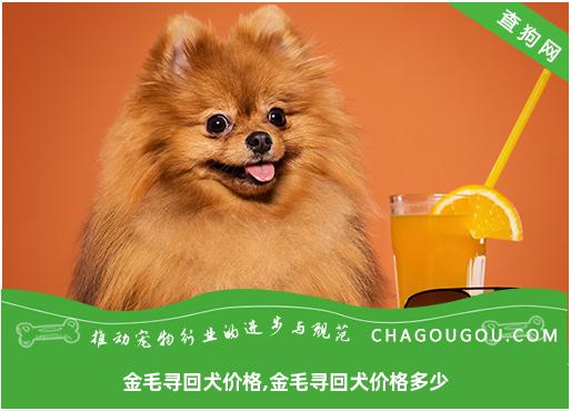 金毛寻回犬价格,金毛寻回犬价格多少