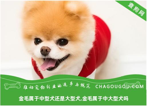 金毛属于中型犬还是大型犬,金毛属于中大型犬吗