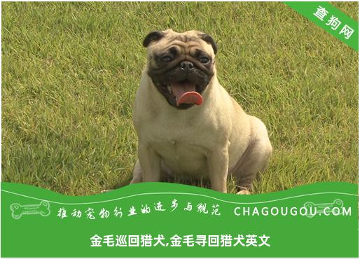 金毛巡回猎犬,金毛寻回猎犬英文