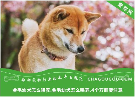 金毛幼犬怎么喂养,金毛幼犬怎么喂养,4个方面要注意