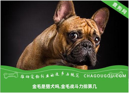 金毛是猎犬吗,金毛战斗力排第几