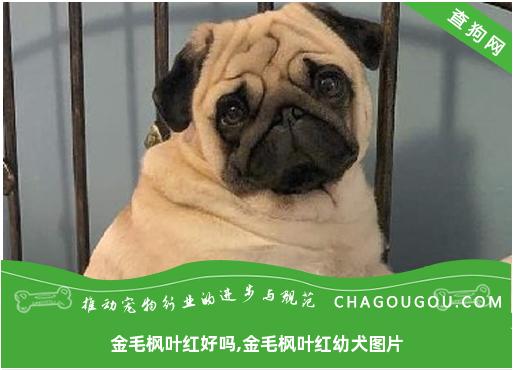 金毛枫叶红好吗,金毛枫叶红幼犬图片