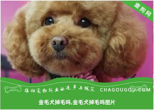 金毛犬掉毛吗,金毛犬掉毛吗图片