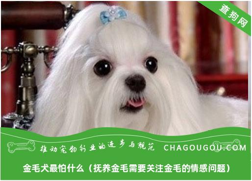 金毛犬最怕什么（抚养金毛需要关注金毛的情感问题）