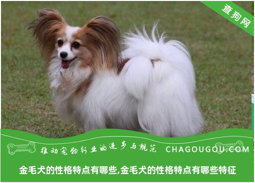 金毛犬的性格特点有哪些,金毛犬的性格特点有哪些特征