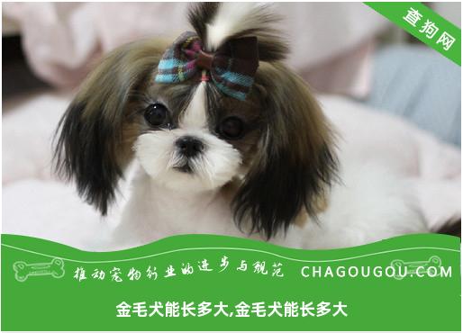 金毛犬能长多大,金毛犬能长多大