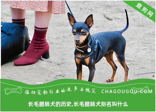 长毛腊肠犬的历史,长毛腊肠犬别名叫什么