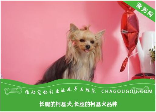 长腿的柯基犬,长腿的柯基犬品种