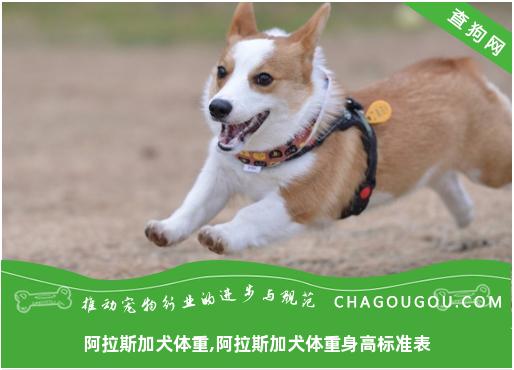 阿拉斯加犬体重,阿拉斯加犬体重身高标准表