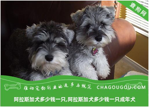 阿拉斯加犬多少钱一只,阿拉斯加犬多少钱一只成年犬