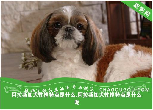 阿拉斯加犬性格特点是什么,阿拉斯加犬性格特点是什么呢