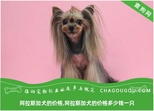 阿拉斯加犬的价格,阿拉斯加犬的价格多少钱一只