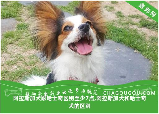 阿拉斯加犬跟哈士奇区别至少7点,阿拉斯加犬和哈士奇犬的区别