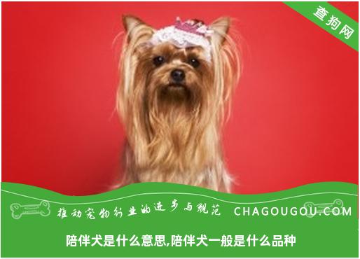 陪伴犬是什么意思,陪伴犬一般是什么品种