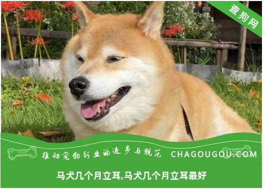 马犬几个月立耳,马犬几个月立耳最好