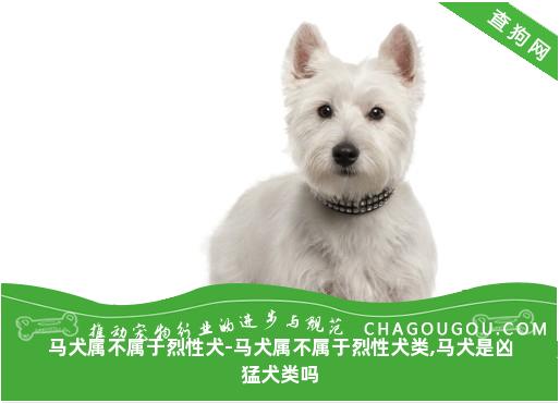 马犬属不属于烈性犬-马犬属不属于烈性犬类,马犬是凶猛犬类吗