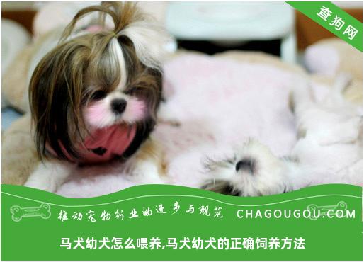 马犬幼犬怎么喂养,马犬幼犬的正确饲养方法