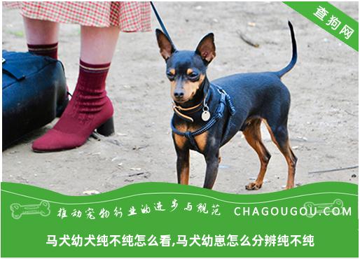 马犬幼犬纯不纯怎么看,马犬幼崽怎么分辨纯不纯