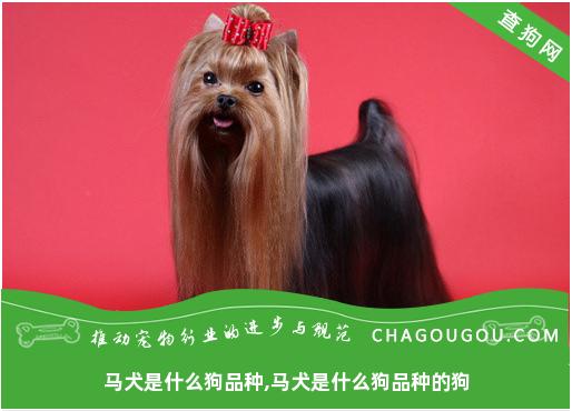 马犬是什么狗品种,马犬是什么狗品种的狗