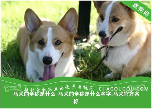 马犬的全称是什么-马犬的全称是什么名字,马犬官方名称