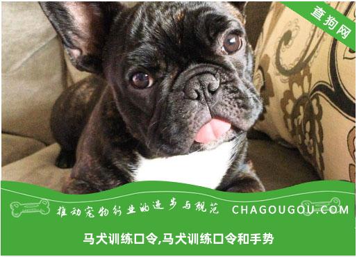 马犬训练口令,马犬训练口令和手势