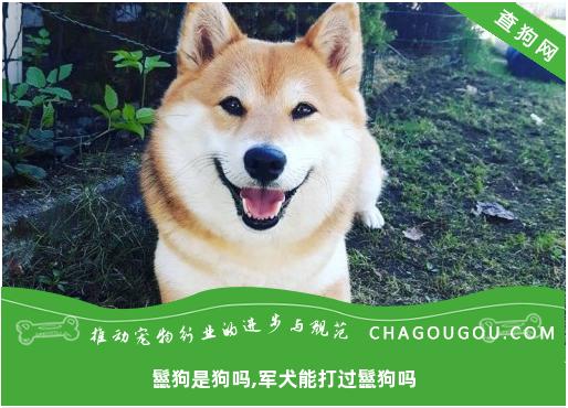 鬣狗是狗吗,军犬能打过鬣狗吗