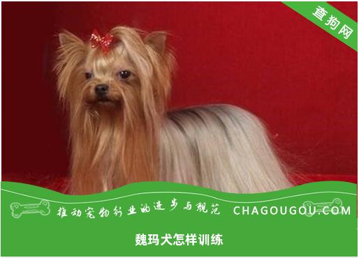 魏玛犬怎样训练