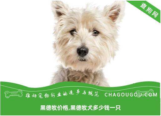 黑德牧价格,黑德牧犬多少钱一只