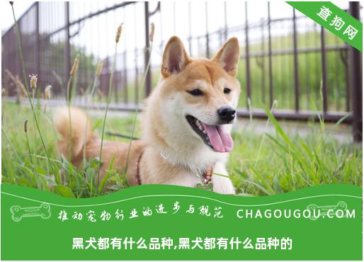 黑犬都有什么品种,黑犬都有什么品种的