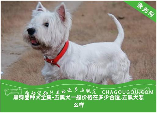 黑狗品种大全集-五黑犬一般价格在多少合适,五黑犬怎么样