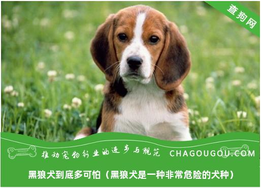 黑狼犬到底多可怕（黑狼犬是一种非常危险的犬种）