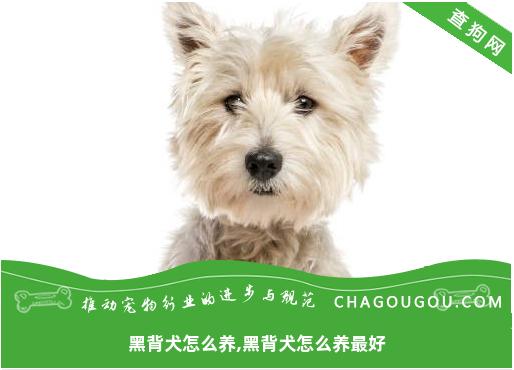 黑背犬怎么养,黑背犬怎么养最好