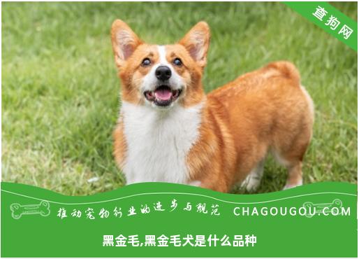 黑金毛,黑金毛犬是什么品种